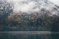 Foggy Coniferous Forest and lake wild