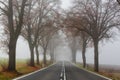 Foggy country road and autumn trees
