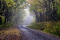 Foggy Country Road in the Enchanted Forest