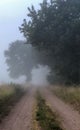 Foggy countryside road Royalty Free Stock Photo