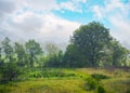 foggy countryside scenery at sunrise. trees and grassy meadow im nornig mist Royalty Free Stock Photo