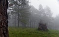 Foggy dark Forrest landscape Royalty Free Stock Photo