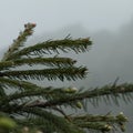 Foggy, dark, rainy morning in forest. Raindrops on spruce branches, background of fog. Overcast. Nature, rain Royalty Free Stock Photo