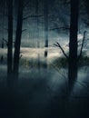 foggy and dark woods at night, mystery forest Royalty Free Stock Photo