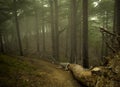 Foggy darkened path leading through the bare trees of a forest