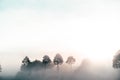 Foggy dawn in the forest with rays of the sun passing through the branches