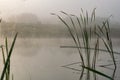 Foggy dawn on the lake