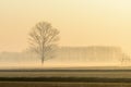 Foggy dawn, Lomellina (Italy) Royalty Free Stock Photo