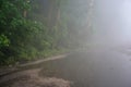 A foggy dawn, a misty morning, a landscape with a road and trees