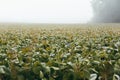 Foggy Dawn Over Bean Field in Early Fall, Wisconsin, United States Royalty Free Stock Photo