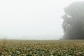 Foggy Morning Over Bean Field in Early Fall, Farm Landscape in Rural Wisconsin, United States Royalty Free Stock Photo