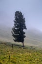 Foggy day in the Altai mountains, Russia Royalty Free Stock Photo