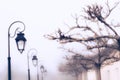 Lanterns and trees in fog, France