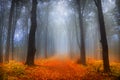 Foggy day into the forest during autumn