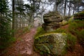 Mystical forest in the Vosges mountains