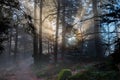 Mystical forest in the Vosges mountains Royalty Free Stock Photo