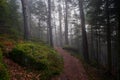 Mystical forest in the Vosges mountains