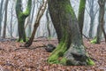 Foggy day in the forest in The Netherlands, Speulderbos Veluwe.