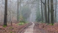 Foggy day in the forest in The Netherlands, Speulderbos Veluwe.