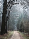 Foggy day in the forest in The Netherlands, Speulderbos Veluwe.