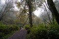 Foggy day forest walk in Autumn