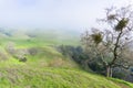 Foggy day on the hills of Sierra Vista Open Space Preserve, south San Francisco bay, California