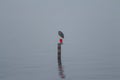 A foggy day on the lake. Royalty Free Stock Photo