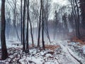 Beautiful magic misty view of forest fog in winter. Poland Royalty Free Stock Photo