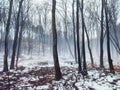 Beautiful magic misty view of forest fog in winter. Poland Royalty Free Stock Photo