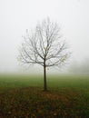 Foggy day in November at the city park. Isolated tree Royalty Free Stock Photo