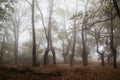 Foggy day in the oak forest with autumn colors Royalty Free Stock Photo