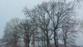 Foggy day. Tree silhouettes. Bare branches.