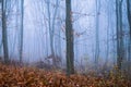 Foggy Dirt Road Beautiful Scene Misty dusk beech .Autumn landscape scenic view Atmospheric blue spooky Path orange foliage in Royalty Free Stock Photo