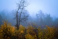 Foggy Dirt Road Beautiful Scene Misty dusk beech .Autumn landscape scenic view Atmospheric blue spooky Path orange foliage in