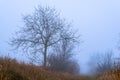 Foggy Dirt Road Beautiful Scene Misty dusk beech .Autumn landscape scenic view Atmospheric blue spooky Path orange foliage in