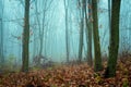 Foggy Dirt Road Beautiful Scene Misty dusk beech .Autumn landscape scenic view Atmospheric blue spooky Path orange foliage in Royalty Free Stock Photo