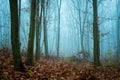 Foggy Dirt Road Beautiful Scene Misty dusk beech .Autumn landscape scenic view Atmospheric blue spooky Path orange foliage in Royalty Free Stock Photo