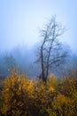 Foggy Dirt Road Beautiful Scene Misty dusk beech .Autumn landscape scenic view Atmospheric blue spooky Path orange foliage in