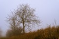 Foggy Dirt Road Beautiful Scene Misty dusk beech .Autumn landscape scenic view Atmospheric blue spooky Path orange foliage in Royalty Free Stock Photo