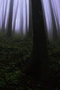 foggy, dramatic, mystical and enchanting pine forest of dow hill, most haunted place at kurseong