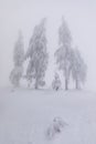 Foggy dreamy winter landscape with trees covered with snow