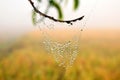 Foggy Drops in Spider Web at winter morning. Royalty Free Stock Photo