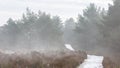 Foggy dutch landscape with a path