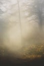 foggy early morning forest path. Misty woods.