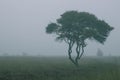 Foggy early morning heather moorland landscape Royalty Free Stock Photo