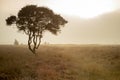 Foggy early morning heather moorland landscape Royalty Free Stock Photo