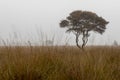 Foggy early morning heather moorland landscape Royalty Free Stock Photo