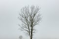 Foggy early morning heather moorland landscape Royalty Free Stock Photo