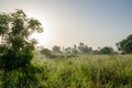 Foggy early morning with sunrise at jungle with palms and lush grass in Gambia, West Africa