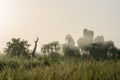 Foggy early morning with sunrise at jungle with palms and lush grass in Gambia, West Africa